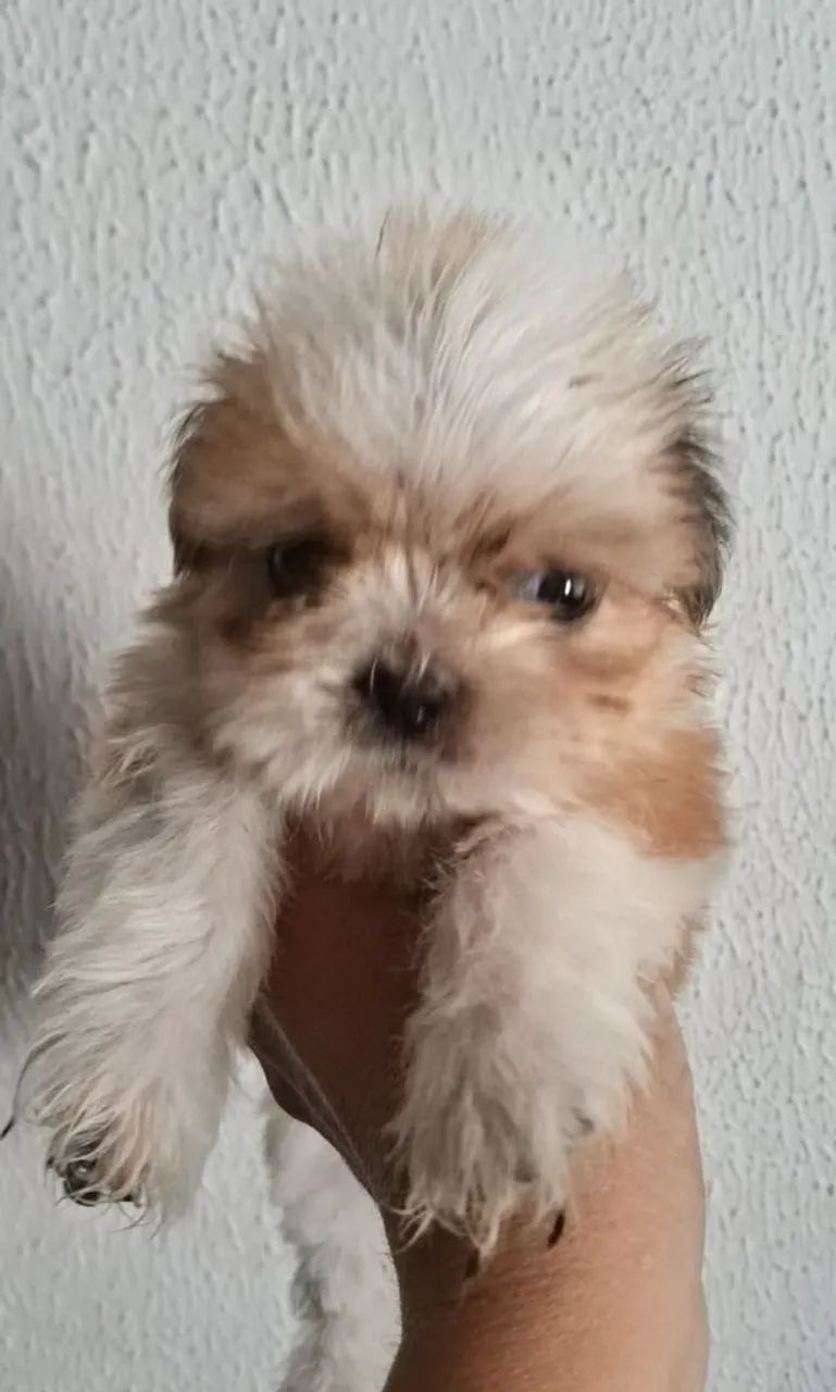 Shitzu machinho 