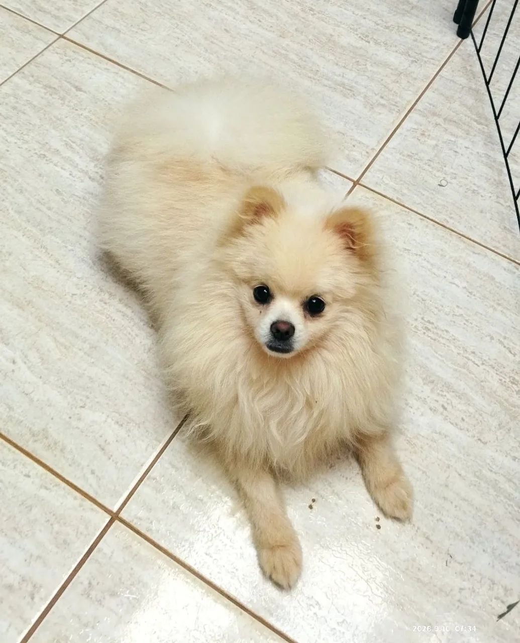 Vendo cobertura spitz alemão 