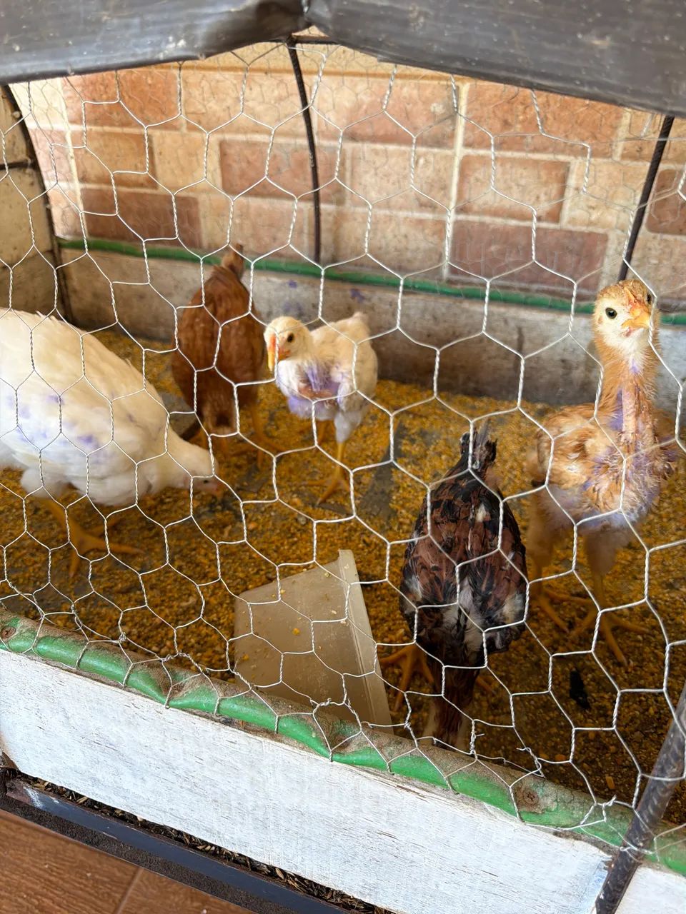 Frango caipira 1 mês 