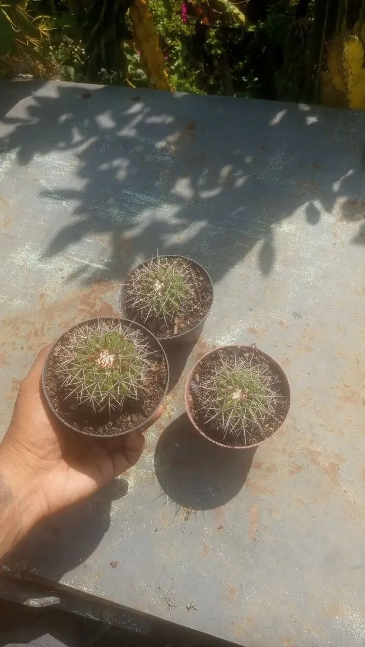 Cacto coroa-de-frade - Foto 2