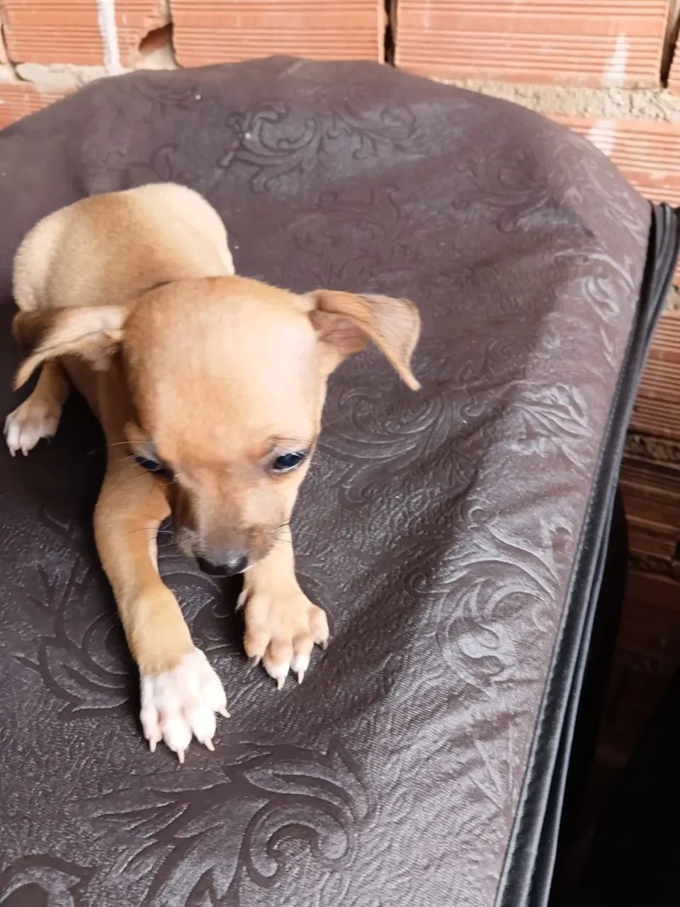 Pinscher  - Foto 4