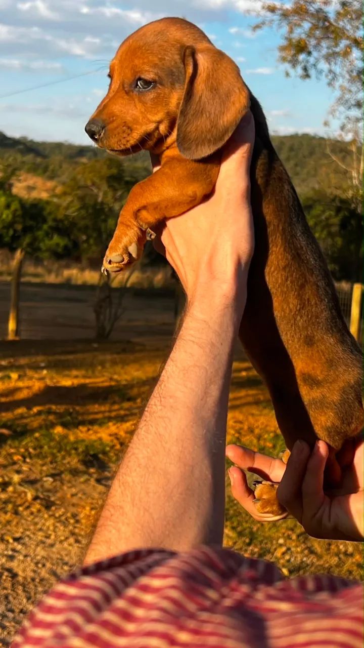 Cachorro(a) Dachshund - Foto 4