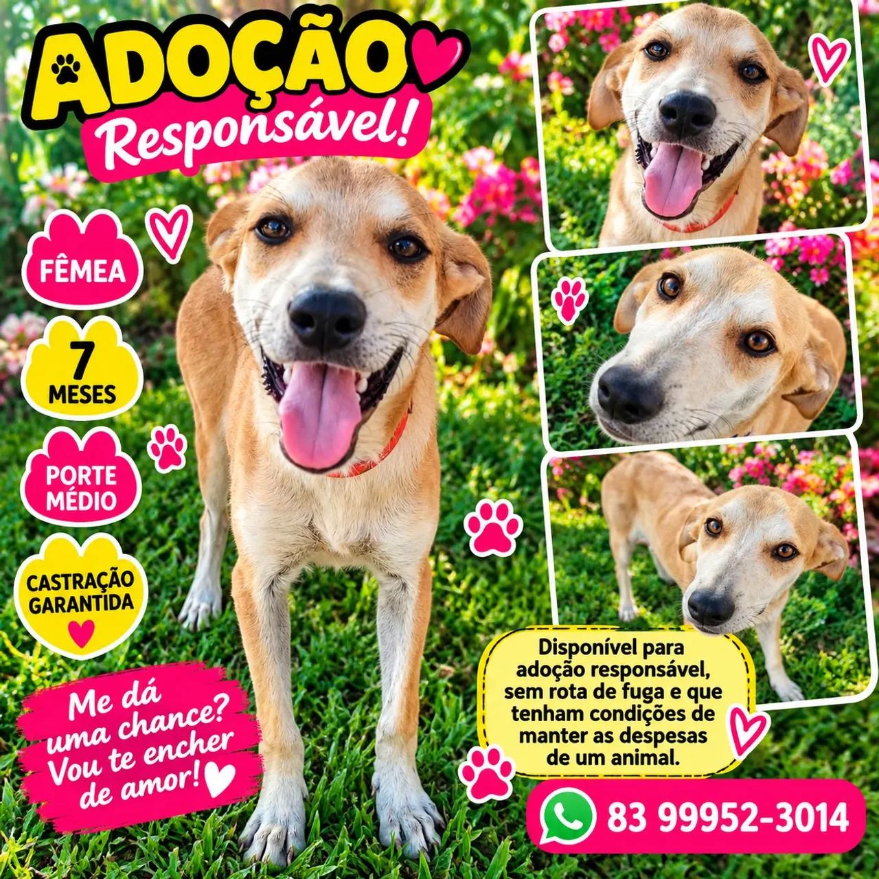 ADOÇÃO  - Foto 5