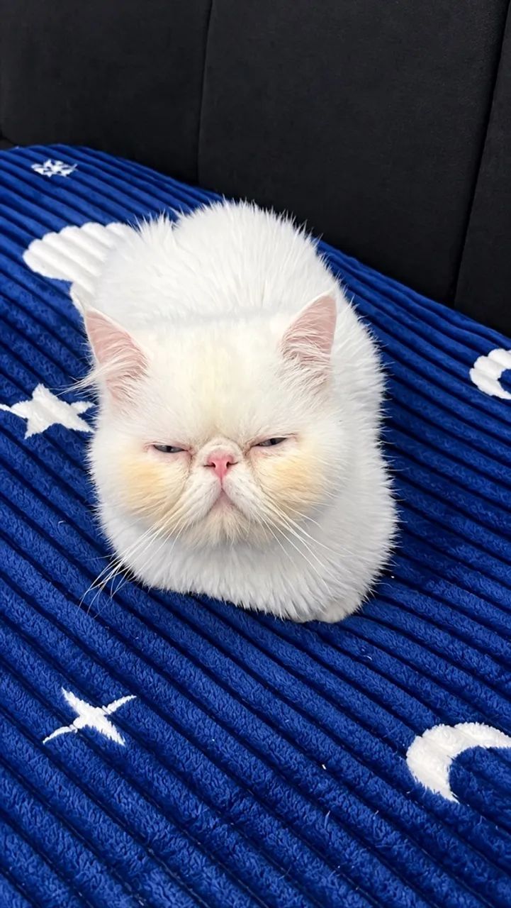 Gato Persa Macho 