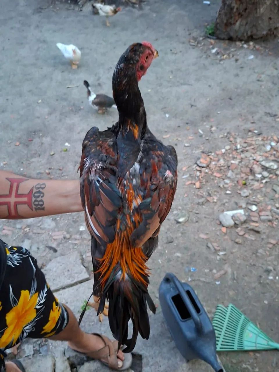 Frango carioca 