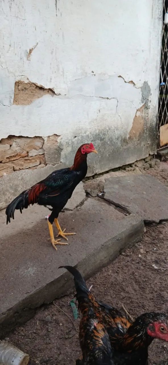 Frango de raça 