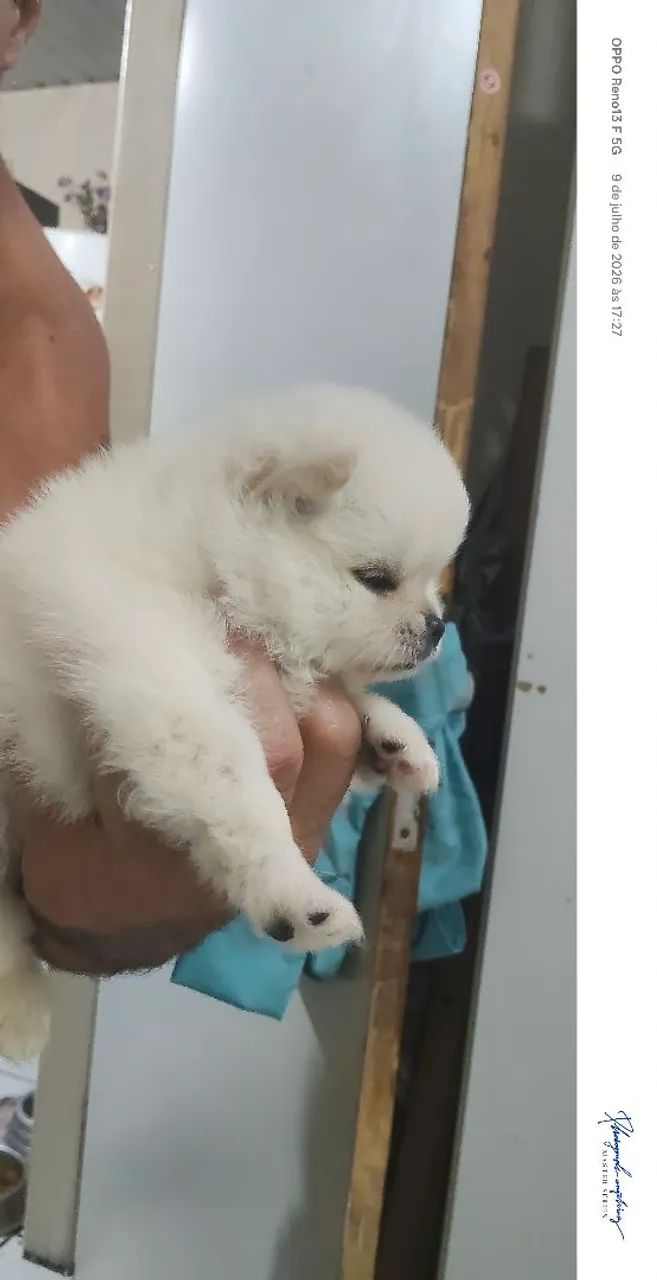 Spitz alemão  - Foto 4