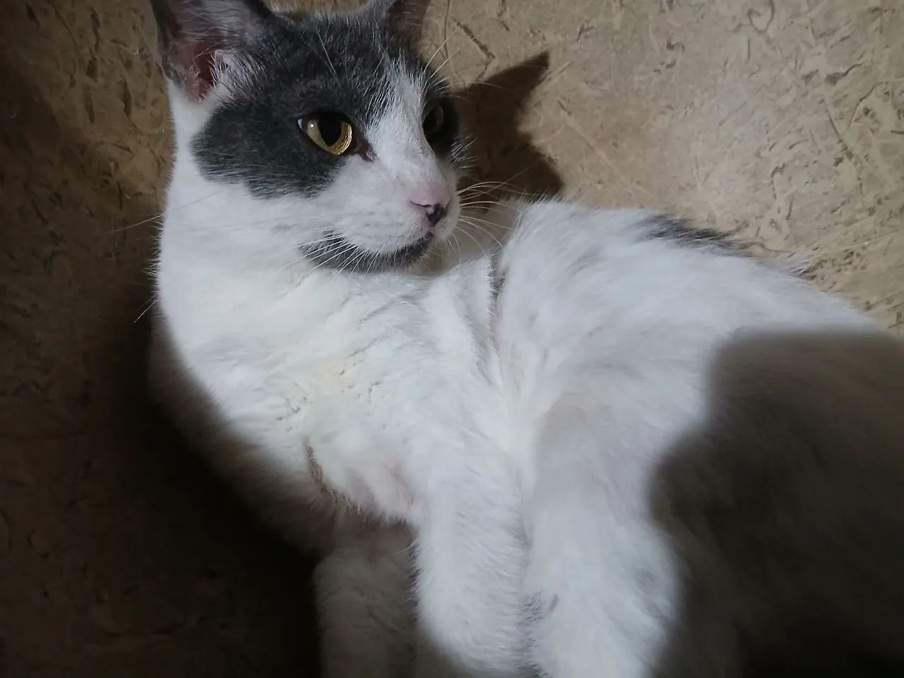 Adoção responsável  - Foto 2