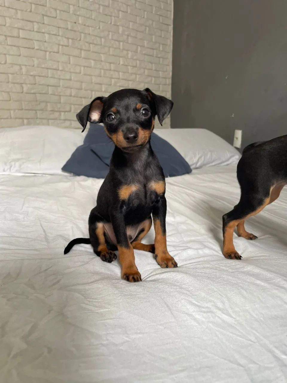 Pinscher fêmea e macho  - Foto 2