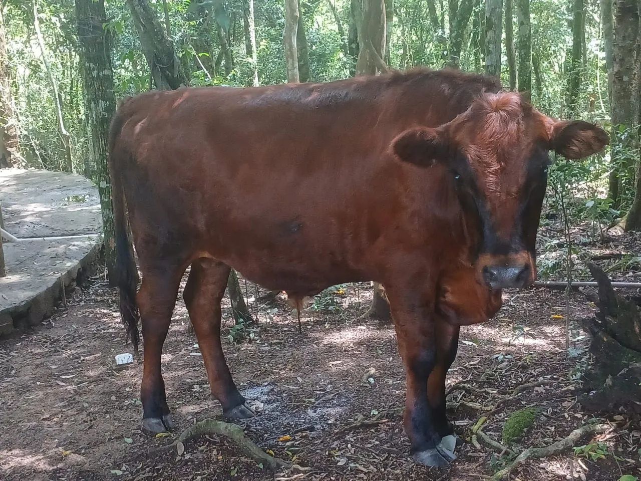 Terneiro mais de 1 ano 