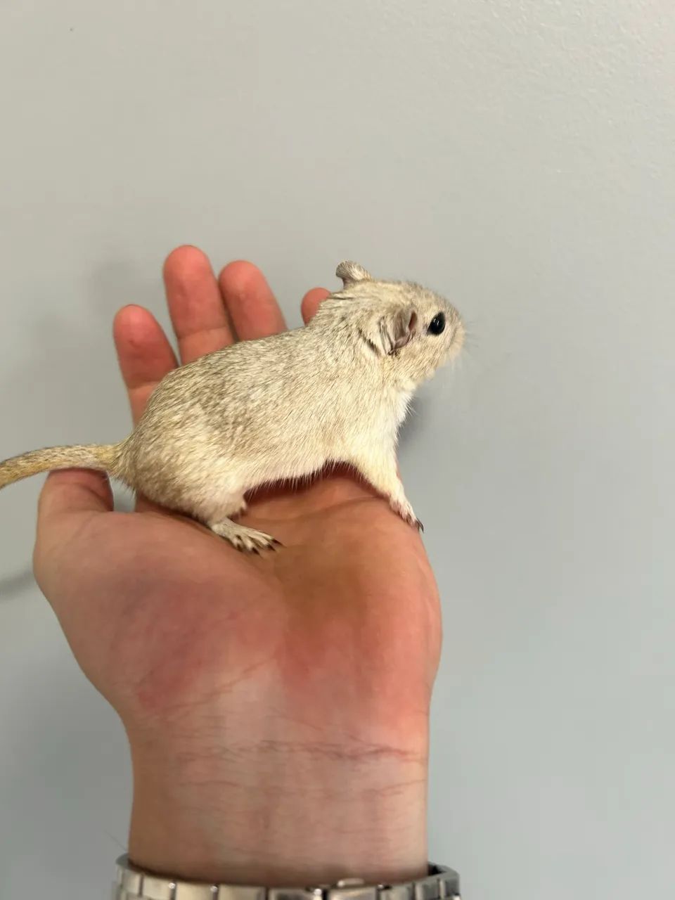 GERBIL FÊMEA 