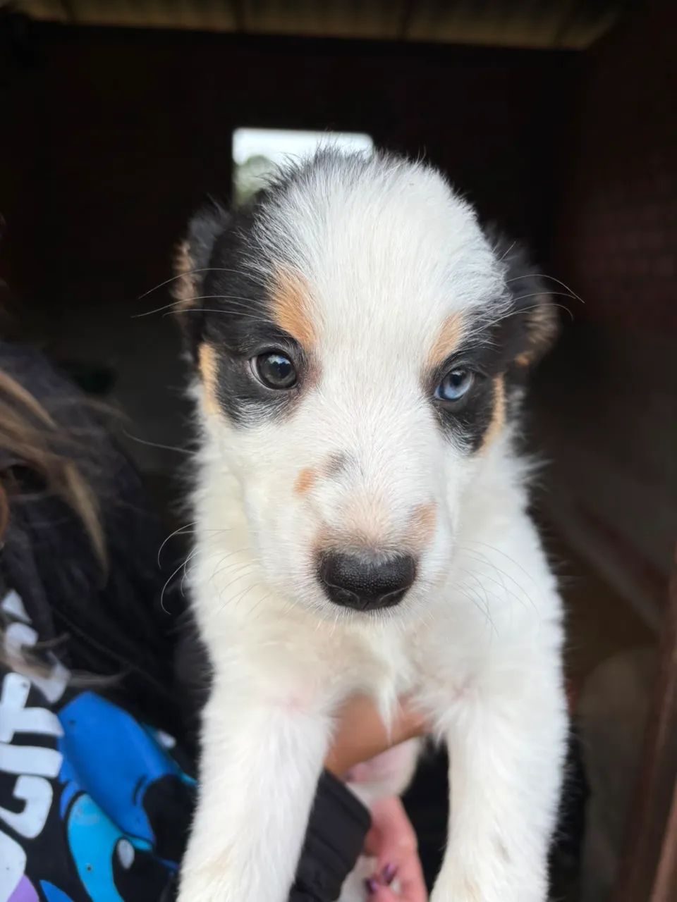 Vendo border collie - Foto 2