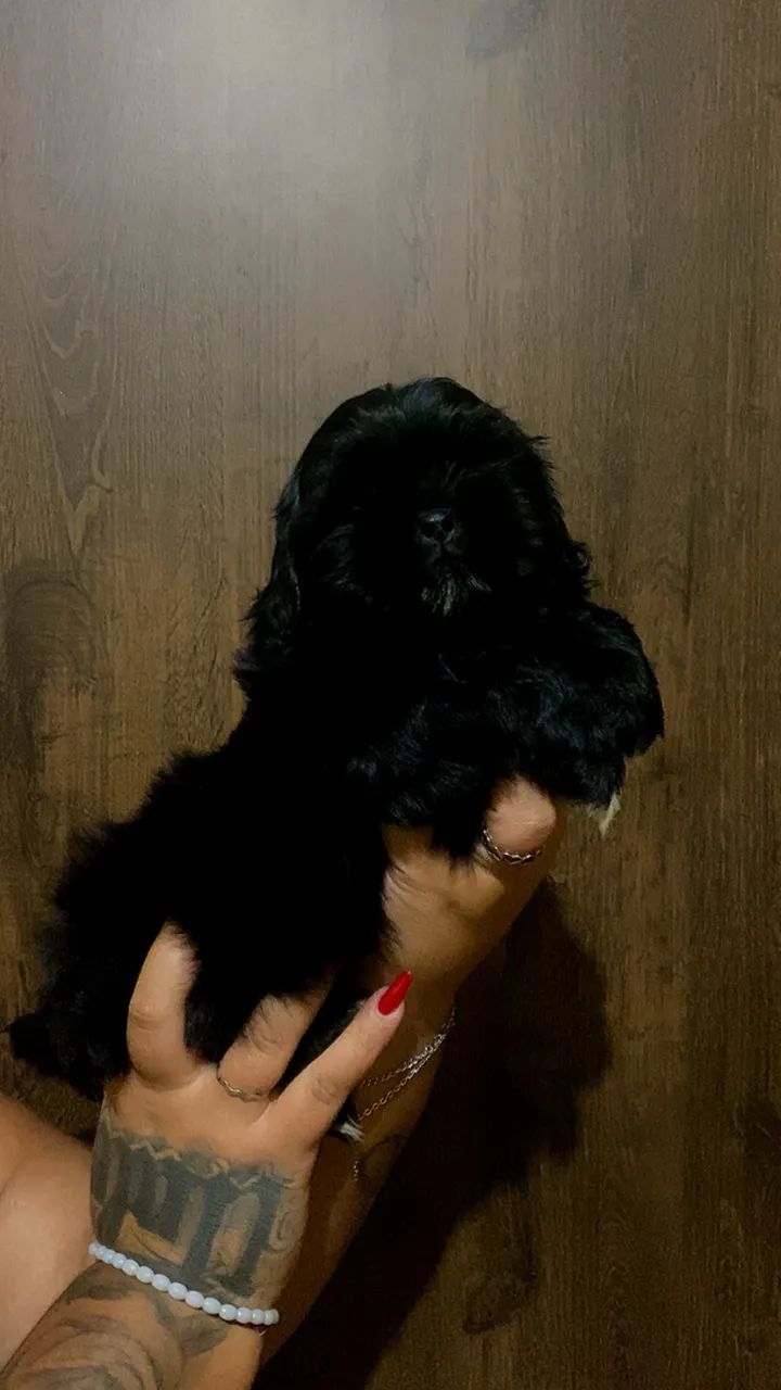 Shih tzu  - Foto 5