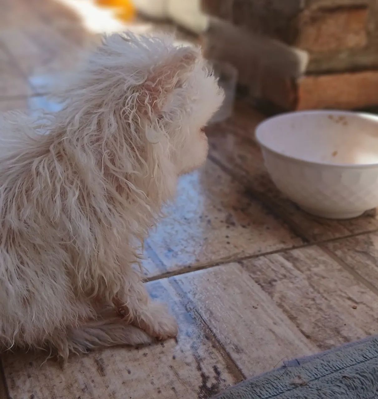 Lulu branco  - Foto 5