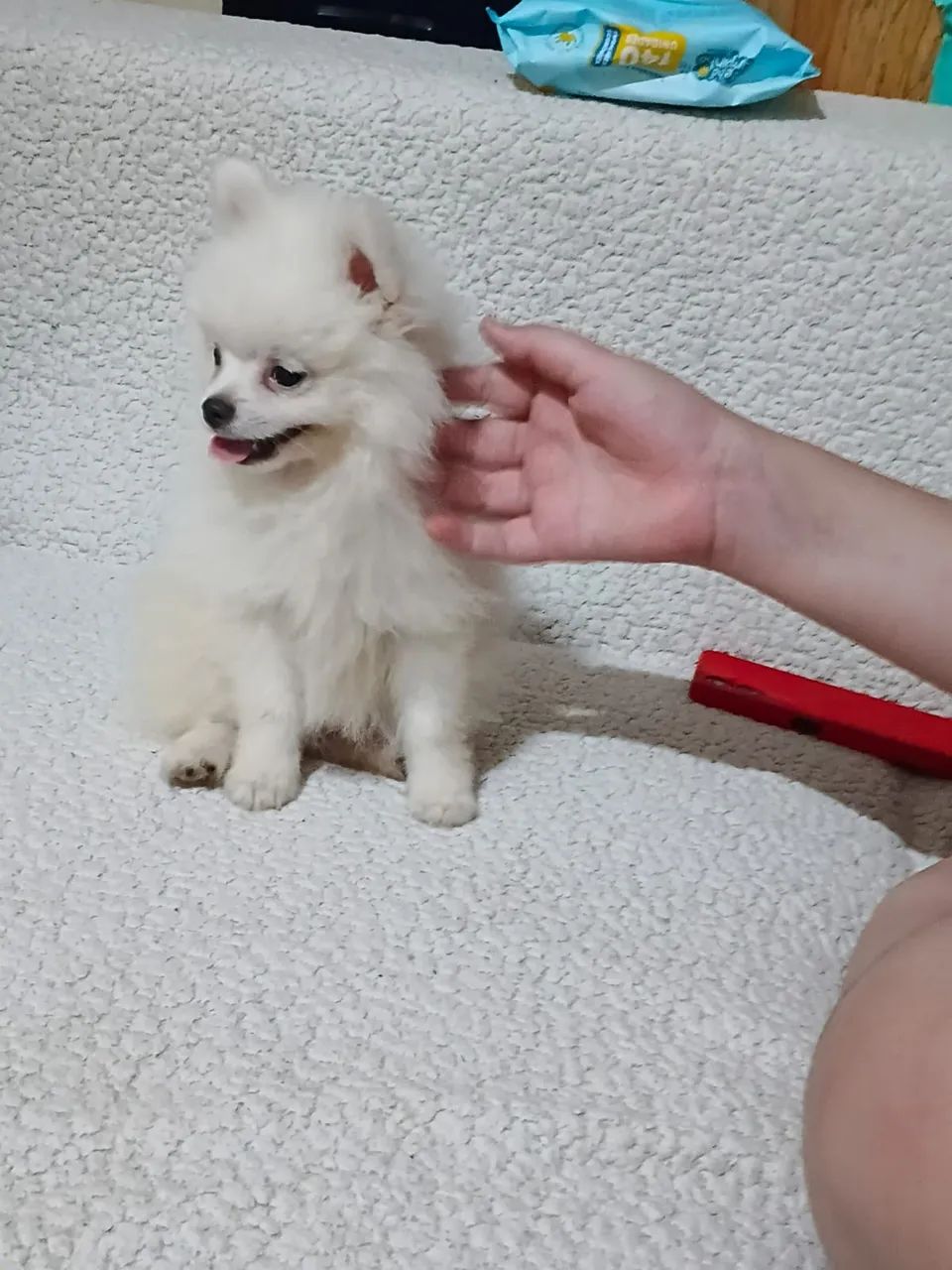 Cachorro  - Foto 3
