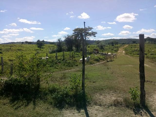 Vendo excelente fazenda / maranhão - Foto 4