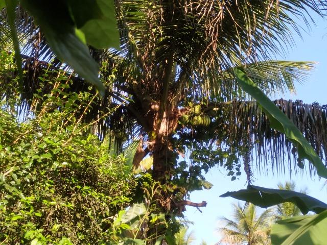 Sítio na Vila Temão - Jitaúna - Foto 5