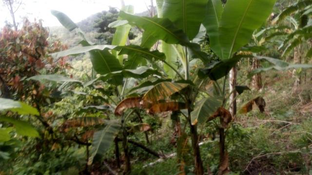 Vende-se Fazenda no Boqueirão de Itajuru - BA - Foto 8