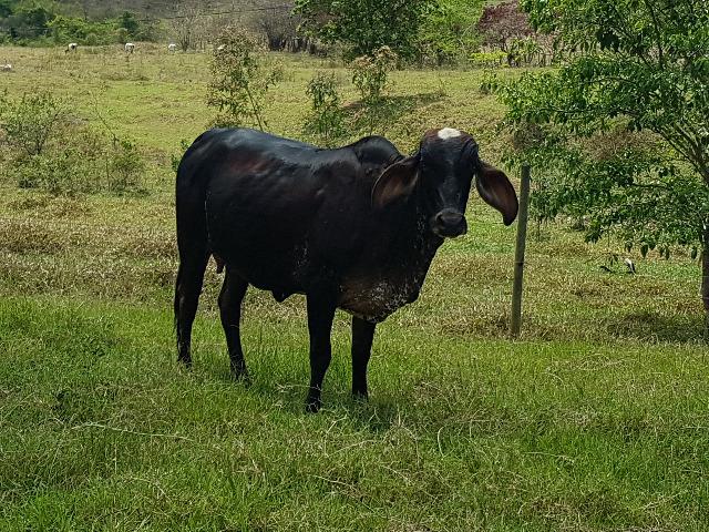 Novilha Girolando