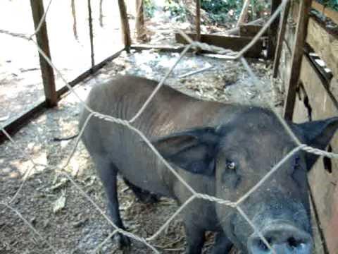 Vende-se porco