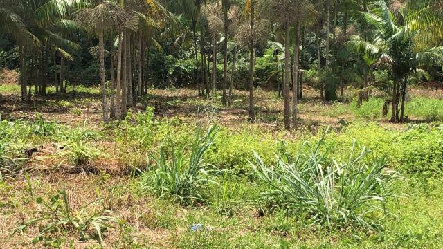 Loteamento Jardim São Pedro - Foto 2