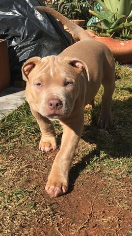 Filhotes de American Bully - Foto 2