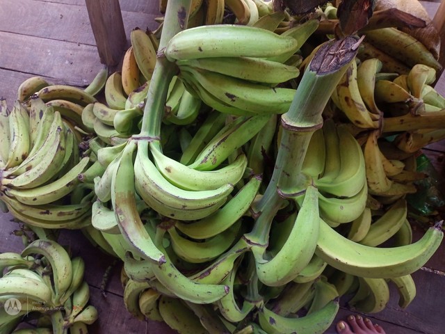 Banana 20 