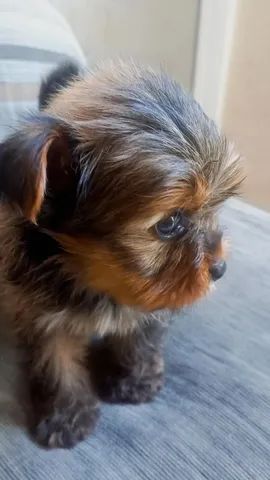 Yorkshire terrier 