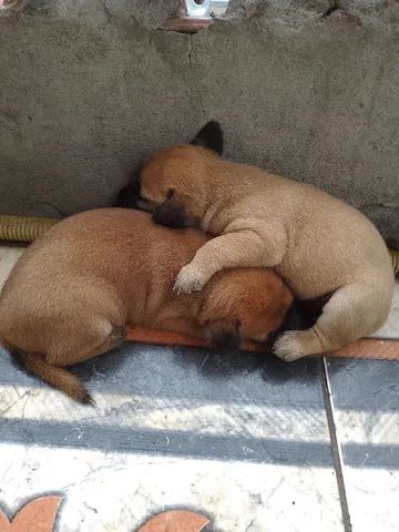 Cães para adoção  - Foto 2
