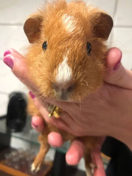 Porquinho india tedy - Foto 2