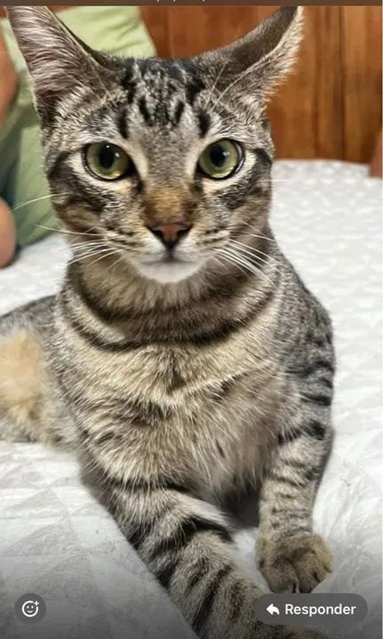 Gatinho adorável disponível para adoção - Foto 2