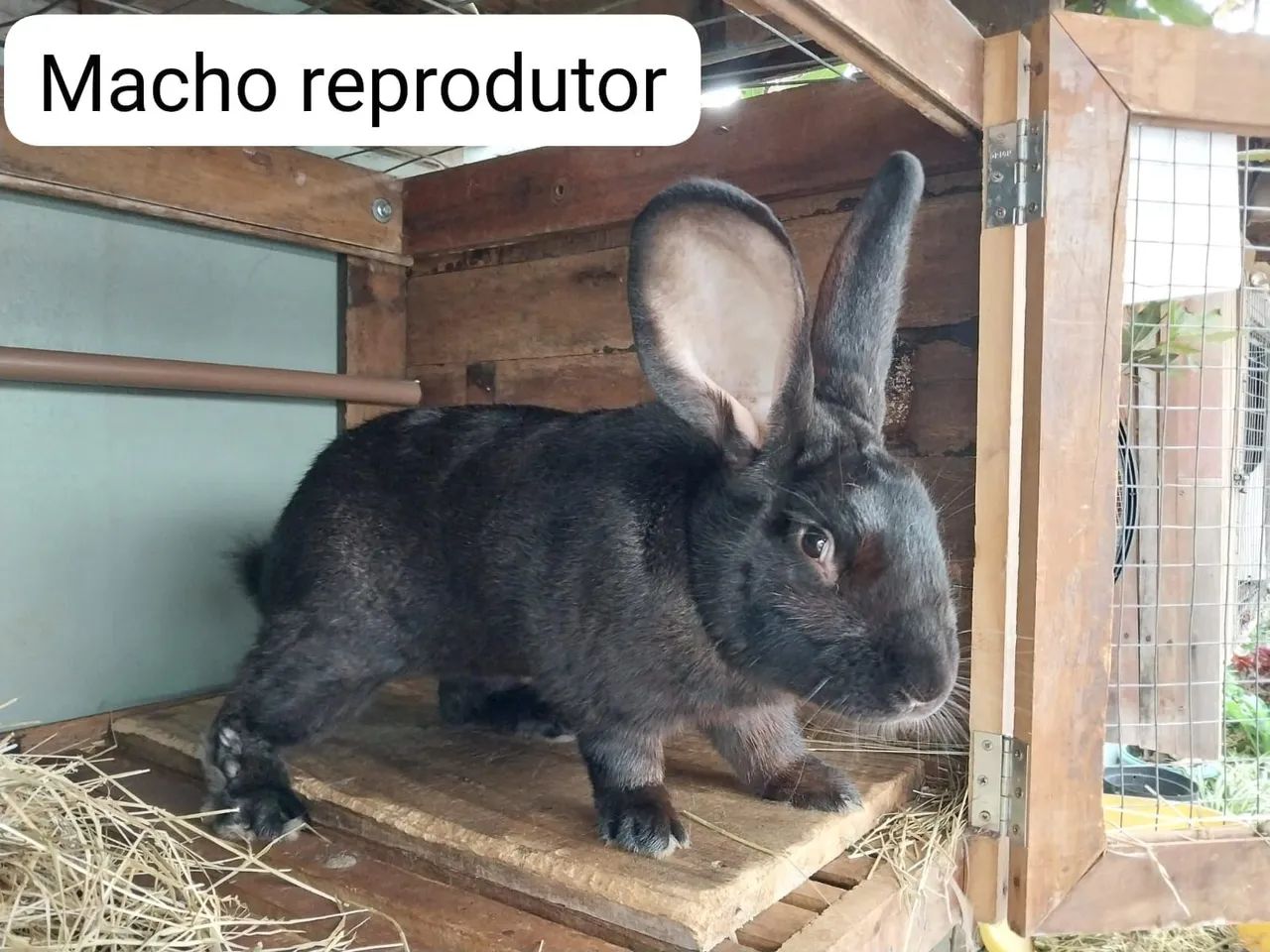 Vendo Coelho Gigante Flandres  - Foto 6