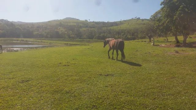 Fazenda  de Pecuaria   289 alqueires 