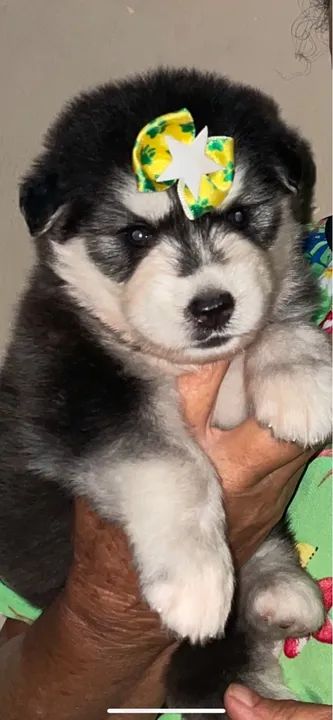 Filhote Husky Siberiano - Foto 3