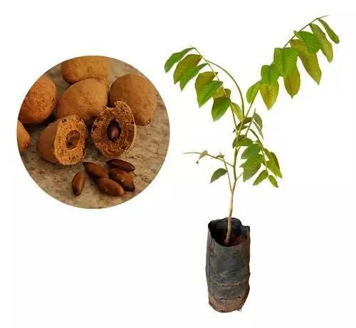 Muda de Baru Amendoim de Pé - Foto 2