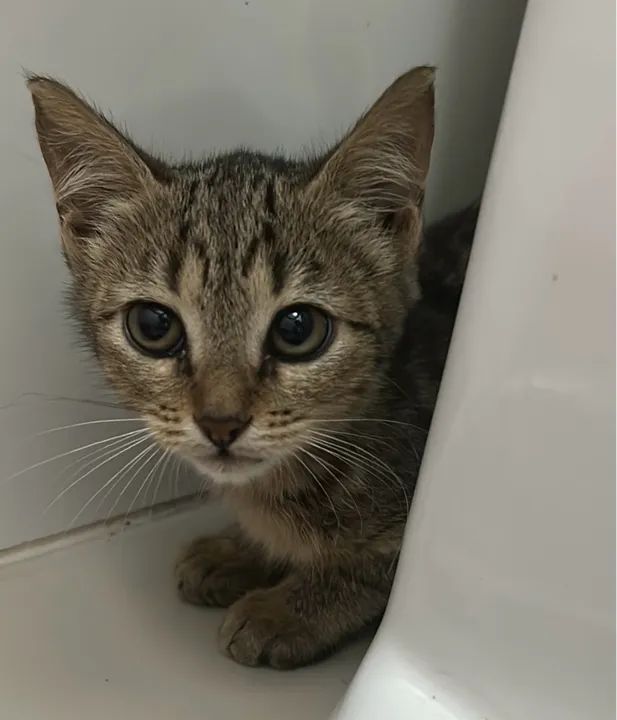 Gatinha Tigrinha para adoção