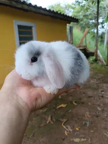 PÁSCOA - Coelho GIGANTE - Anão e Mini Importado - Foto 4