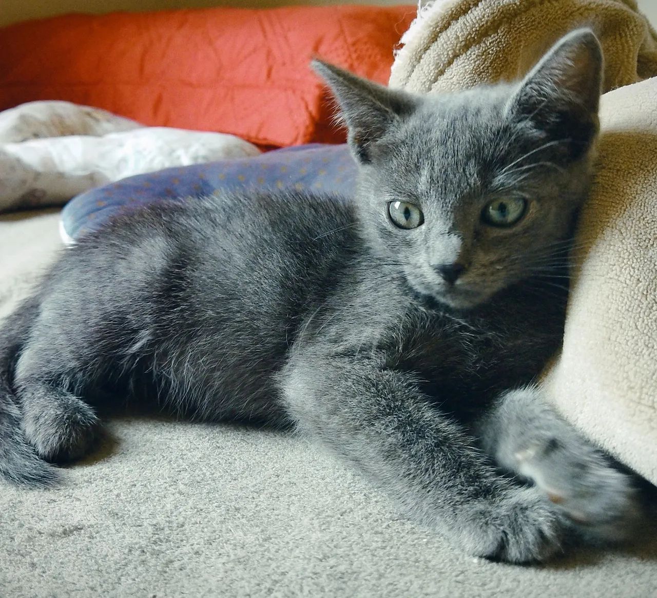 Azul Russo Hipoalergênico filhote  - Foto 4