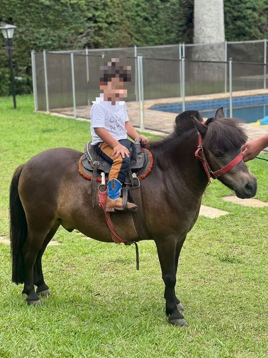 Mini pônei manso + Charrete 