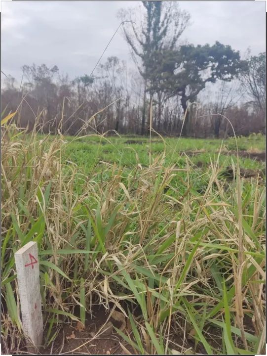 foto - Brasília - Asa Sul