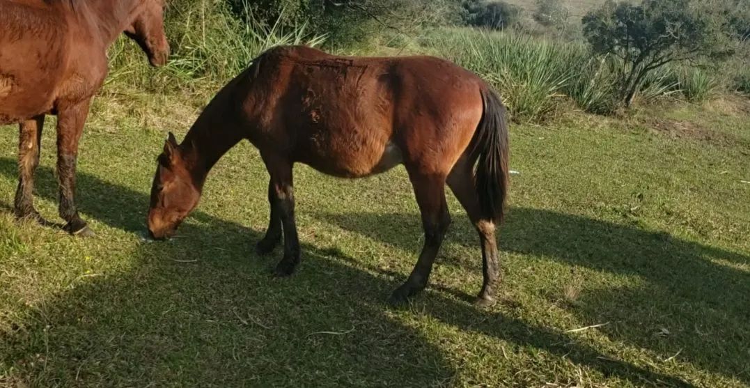 Potros Crioulos! - Foto 4