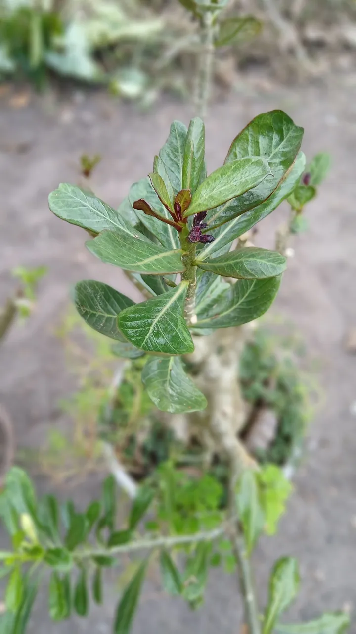 Rosa do deserto L14