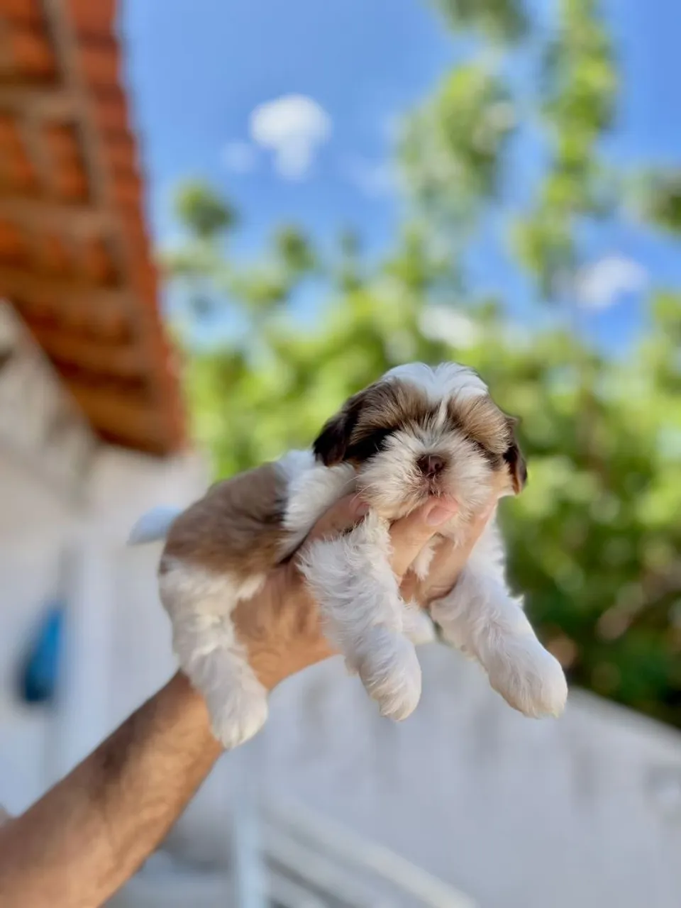 Filhote Shih Tzu Mini 