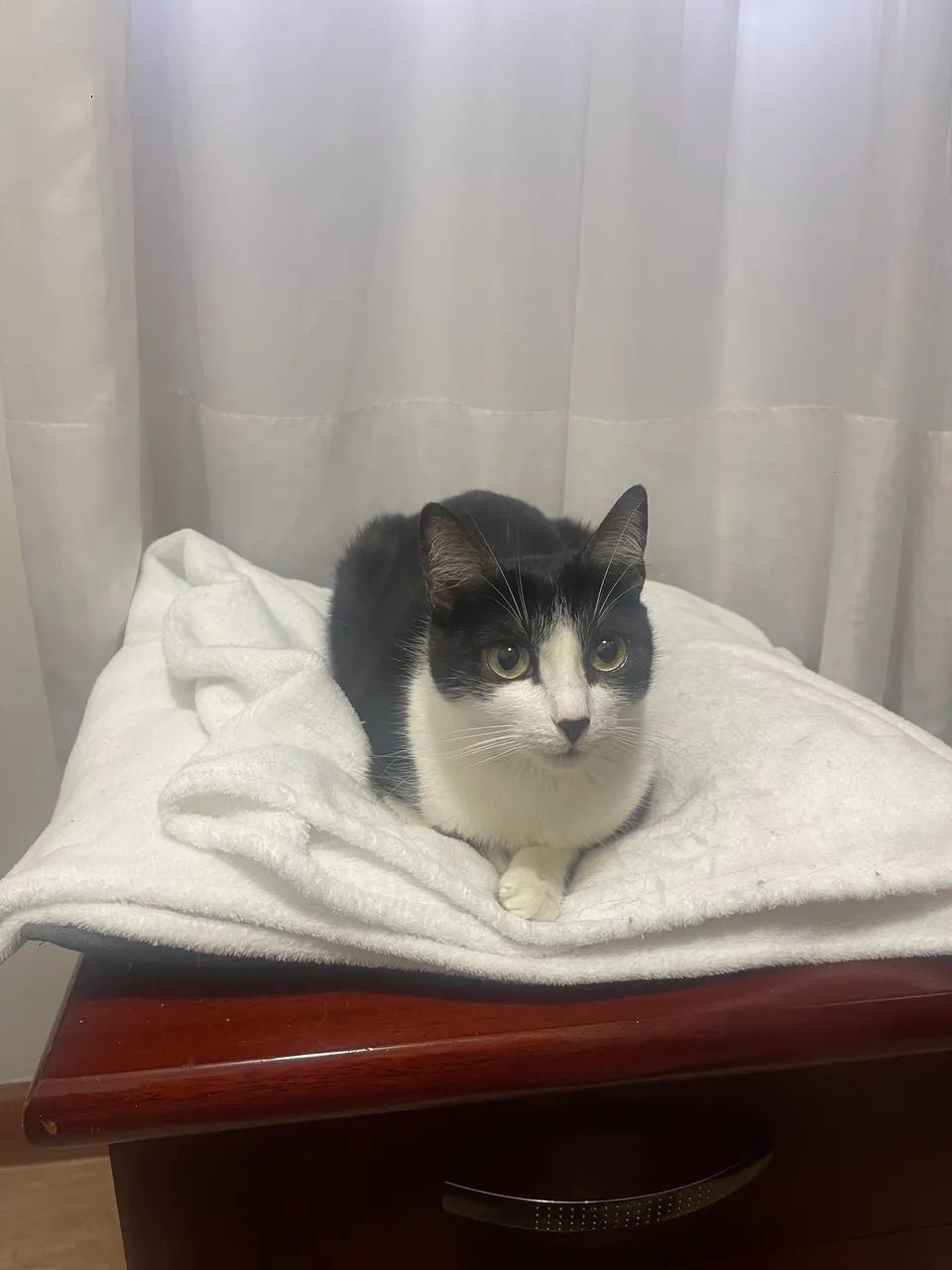 Doação Gato Fêmea Castrada  - Foto 3