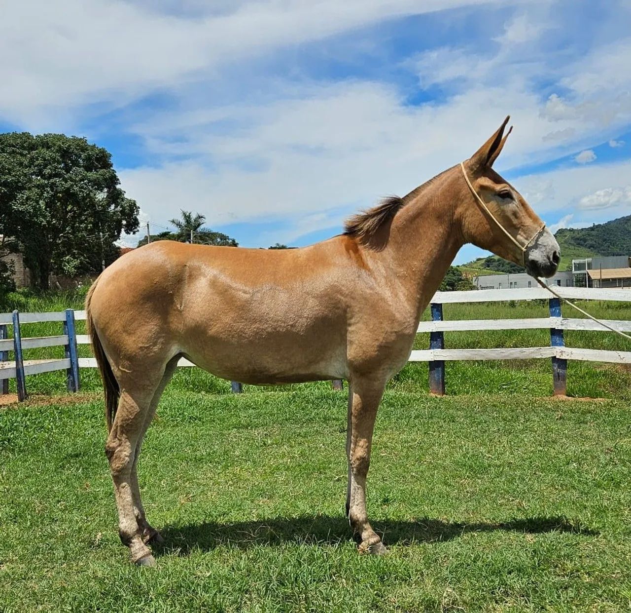 Mula mansa de confiança! - Foto 4