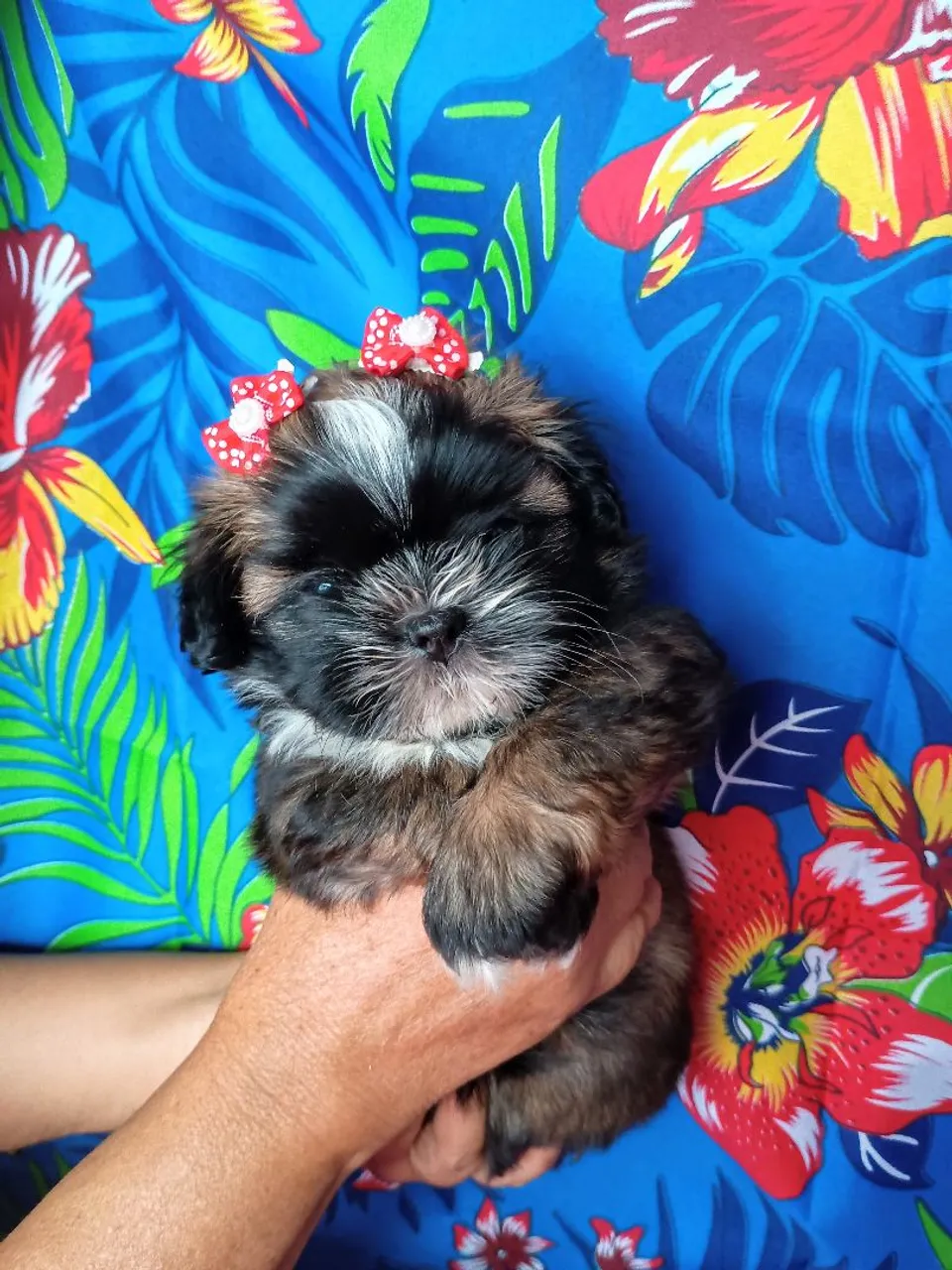 Fêmea Shihtzu disponível ZAP *