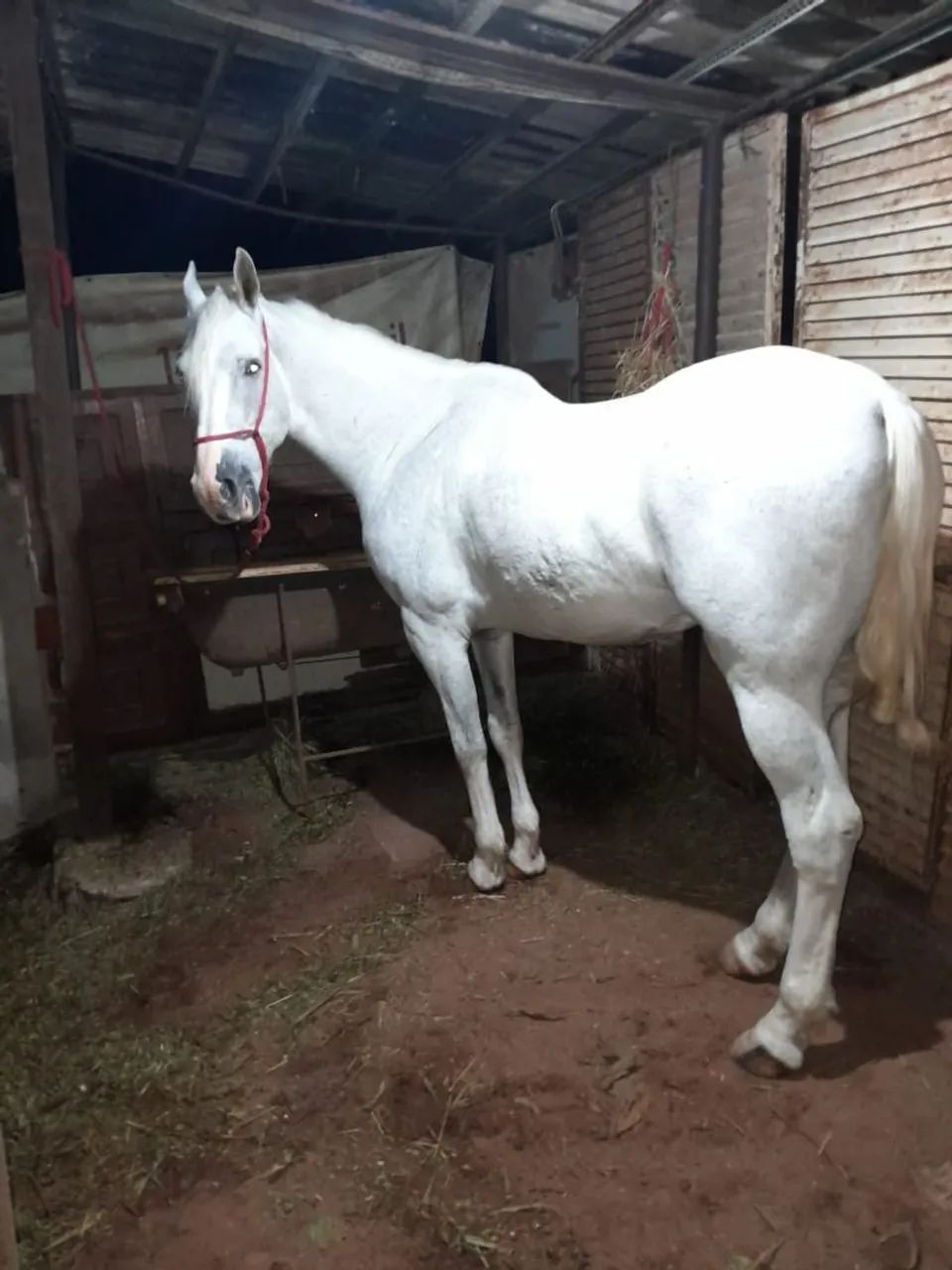 Cavalo ?  - Foto 4