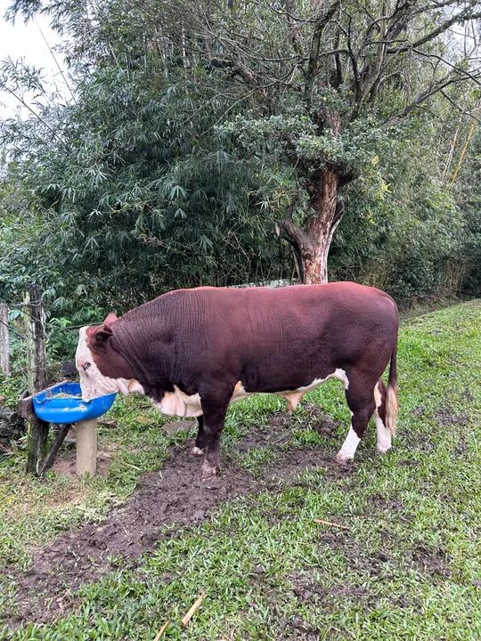 Touro Braford à venda
