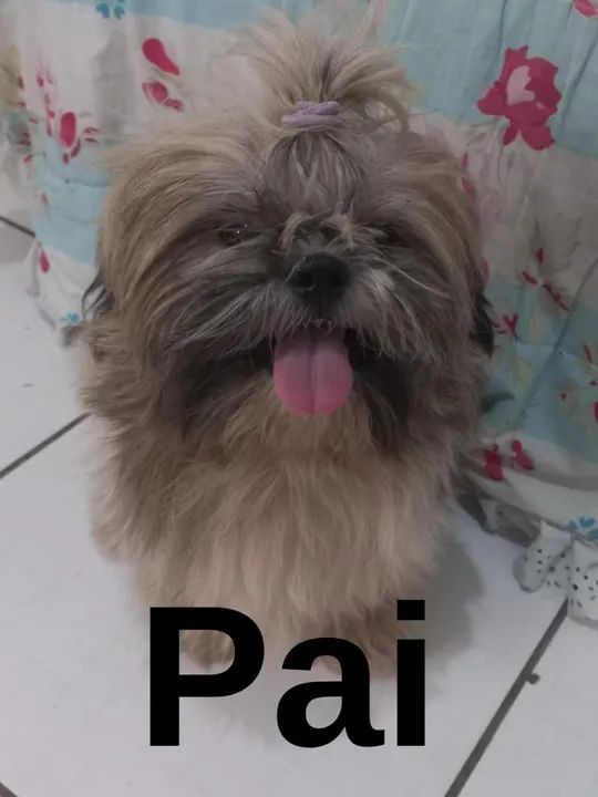 Shih Tzu Fêmea - Foto 2
