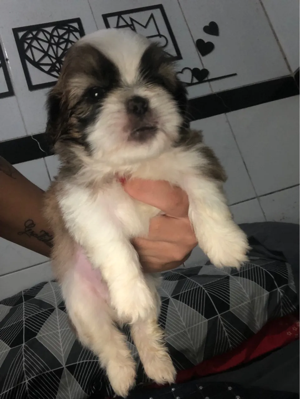 Shih Tzu filhote